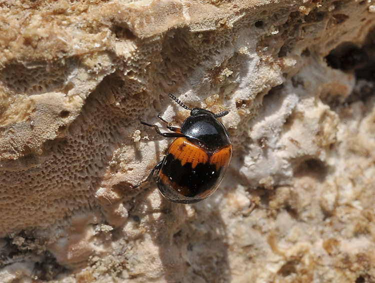 Nicrophorus interruptus ? - no,  Diaperis boleti (Tenebrionidae)